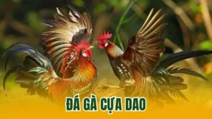 Đá Gà Cựa Dao