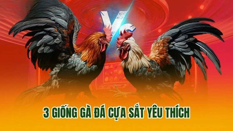 3 giống gà đá cựa sắt yêu thích