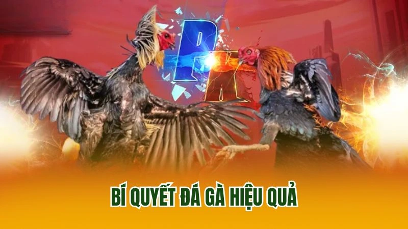 Bí quyết đá gà hiệu quả