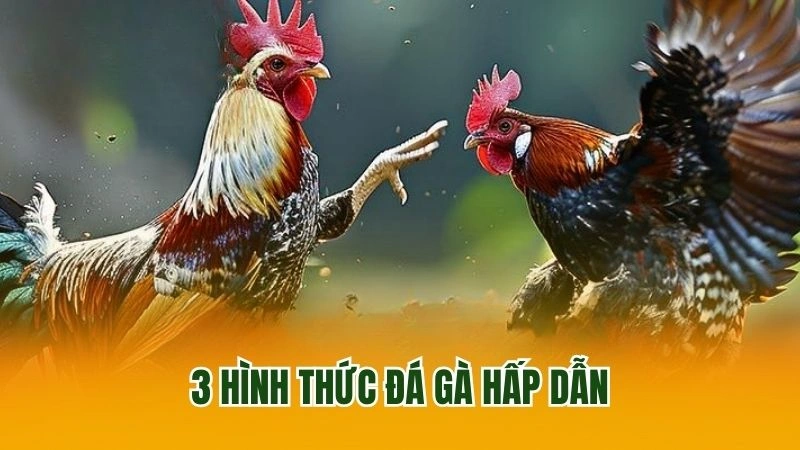 3 hình thức đá gà hấp dẫn