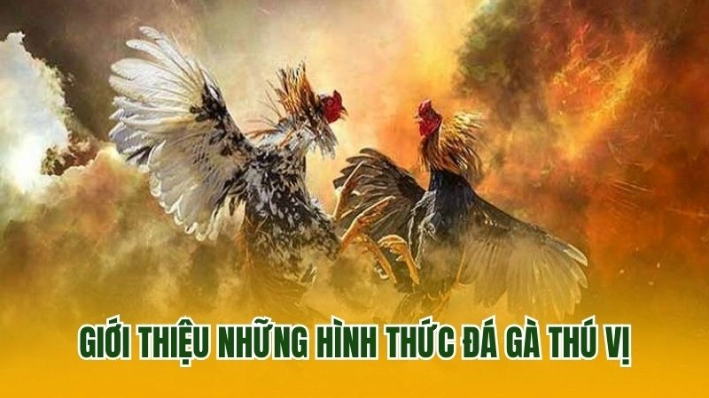 Giới thiệu những hình thức đá gà thú vị