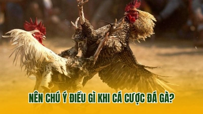 Nên chú ý điều gì khi cá cược đá gà?