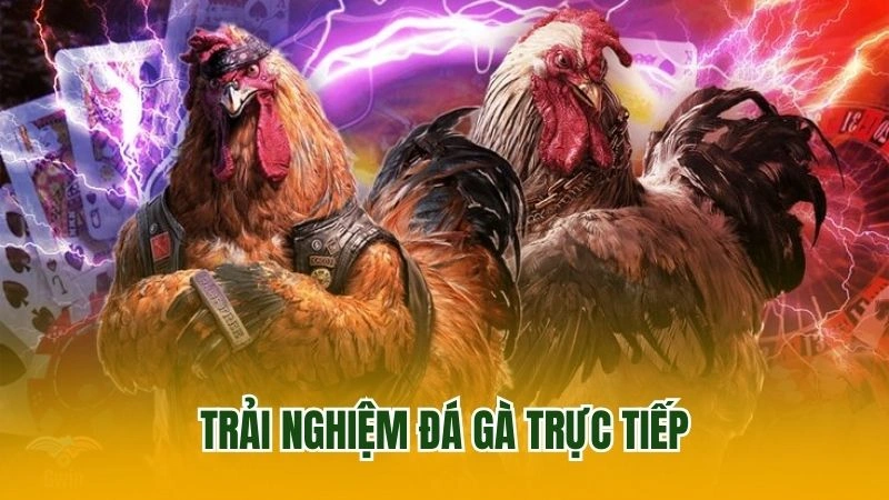 Trải nghiệm đá gà trực tiếp